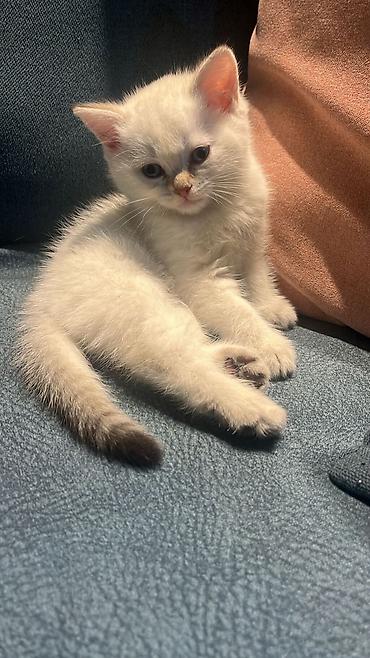 Pişiklər: Britan — 11