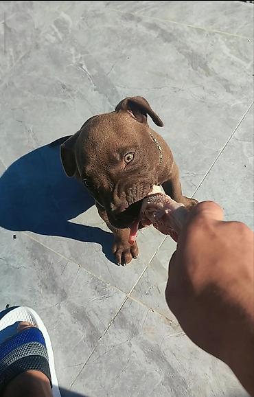 pitbul erkek: Pitbul, 8 ay, Erkək, Ünvandan götürmə — 7