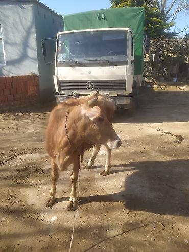 Dana, buzov: Dana, buzov — 10