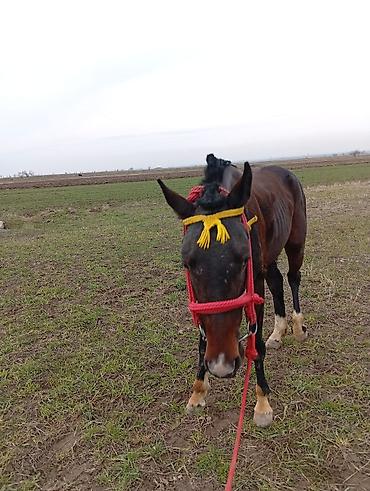 Лошади, кони: Продаю | Жеребец | Рабочий | Мерин — 5