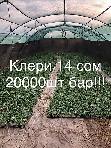 кой сойу: Кочот. Рассада. Клубника. Кулпунай. Клери Альбион — 1