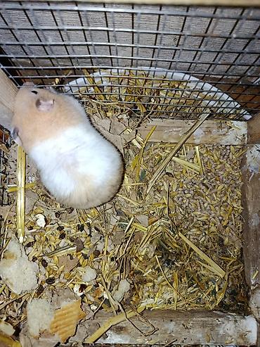 keci heyvan: Hamster satilir disidi qedesle birge real alici yazdin unvan kürdaxanı — 3