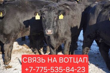 Продам с/х животных: Бычки тёлки телята ангус сементал белоголовые герефорд аулеколь