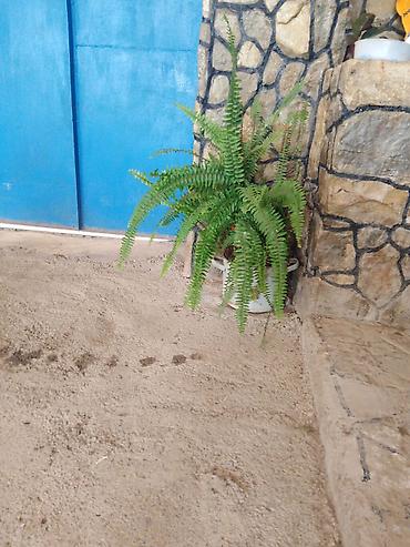 manqal ölçüləri: Nephrolepis exaltata (Boston qıjısı) – dekorativ otaq və eyvan bitkisi — 2