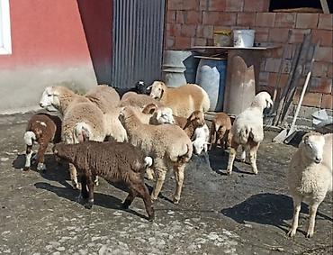 alman ovcarkası satılır: Quzular satılır. içlərind qurbnlığa yarayanlarda var. Ünvan ismayıllı — 1