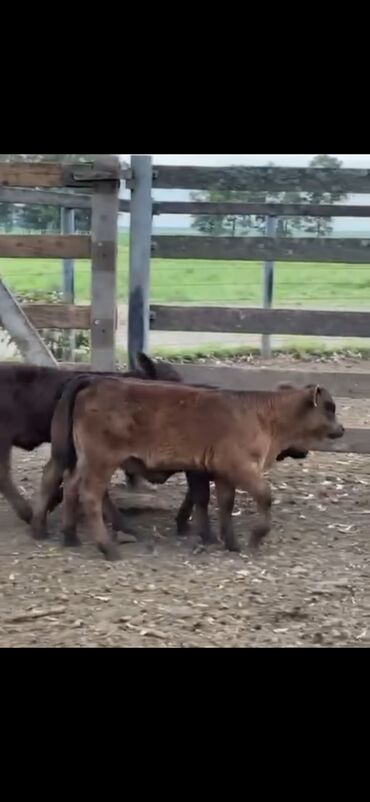 Dana, buzov: Məhsul: Qara və tünd qəhvəyi rəngli buzovlar (ətlik tip) Təsvir: - — 7