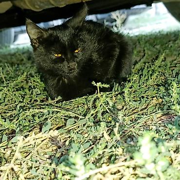 кошка черная: Кошка даром: Беспородная, 2 месяца, Девочка, Приучена к лотку — 2