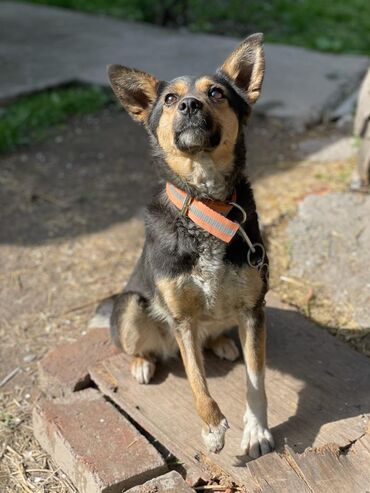 хмонг собака: Очень умная,безумно любит человека,отличная охранница и