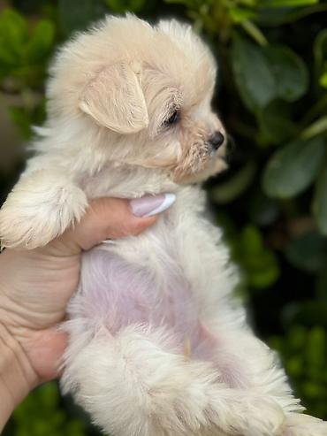 İtlər: 3 ay, Dişi, Peyvəndli, Ünvandan götürmə — 5