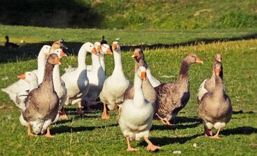 сколько стоит масло подсолнечное: Гусиный жир натуральный, настоящий, без добавок. Гусиный жир известен