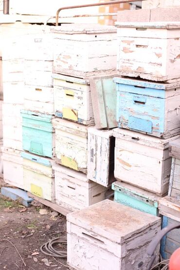 Товары и оборудование для с/х животных: Ульи около 45 комплектов. Рутовская система, корпусные, пригодны для — 21