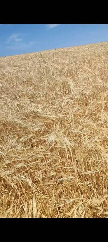 ячмень сокулук: Продаю ячмень и пшеницу с поля тюки салома и пшеница тюки с поле