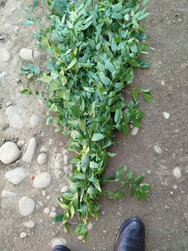 водяные генераторы для дома: Yaşıl yarpaqlı dekorativ budaqlar dəstəsi - Təbii yaşıl yarpaqla