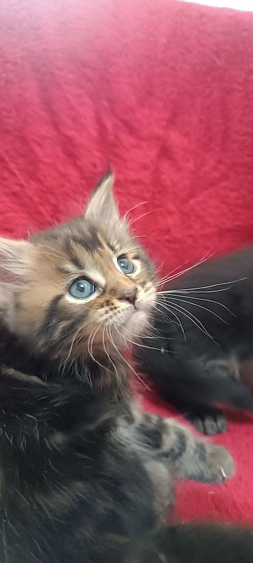 Кошки: Мейн-Куны 🥰🥰🥰. Продаются котята Рысята ♥️ Чистокровные, Шикарные — 9