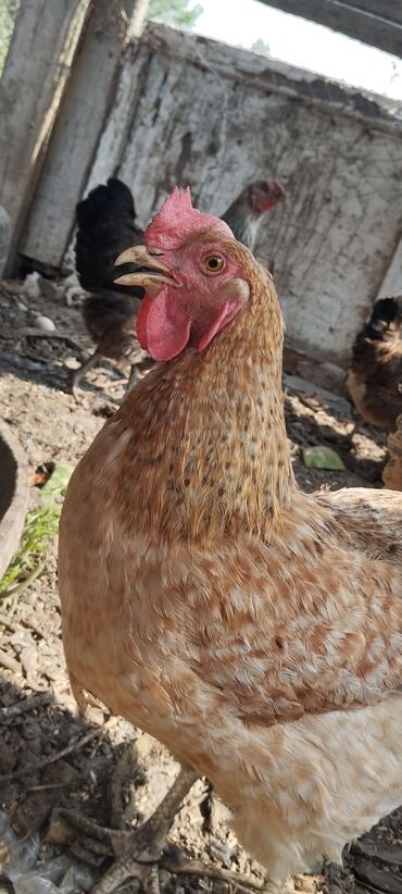 лошадь лошадь: Оптом 6700 10 кур и один питух.
один питух700, курица 🐔 600