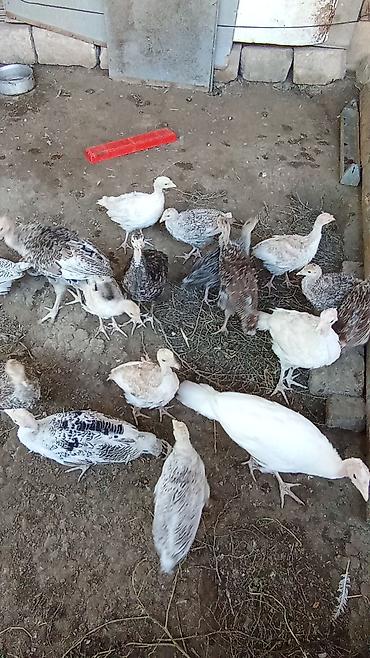Hinduşka balaları satılır. - Sayı: 16–17 ədəd - Cins: yerli hinduşka