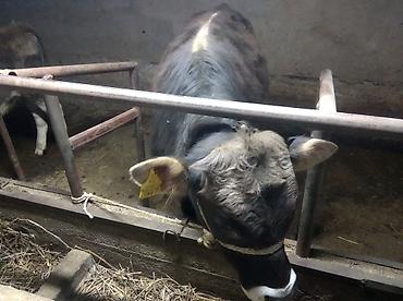 Коровы, быки: Продаю | Бык (самец) | Привязанные — 2