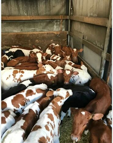 бычки и телята: Продаю | | Ангус, Герефорд, Бельгийская