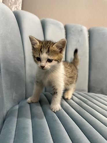 бенгальский кот: Беспородная, 1 месяц, Мальчик, Биколор, Метис — 2