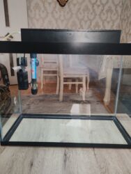 Akvariumlar: Dördbucaq akvarium, Balıqlarla birlikdə, 30 l, Pulsuz çatdırılma — 9