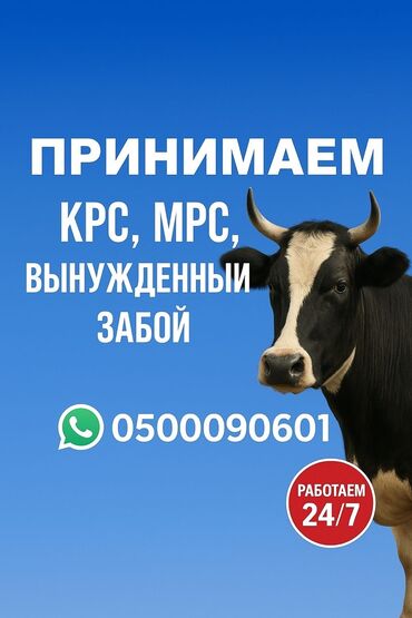 продажа кукурузы в початках: Сатып алам | Кочкорлор, койлор, Уйлар, букалар, Жылкылар, аттар | Бордоп семиртүү үчүн, Бардык шартта, Союуга, этке