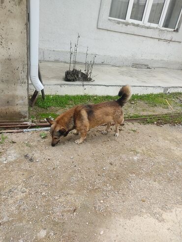 İtlər: Zvonok, 1 il, Erkek -da lalafo.az — 10 İtlər: Zvonok, 1 il, Erkek — 10