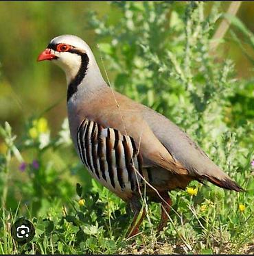 суточные перепелки: Кеклик (каменная куропатка) - Вид: Alectoris chukar - Яркая — 1
