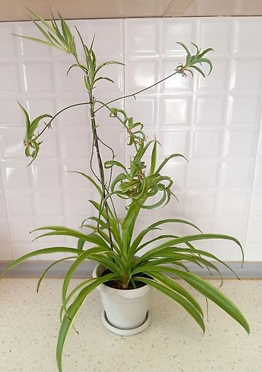 bitki dermanlari: Məhsul: Xlorofitum (Spider Plant) – asma zoğlarla - Hər bir evdə — 2