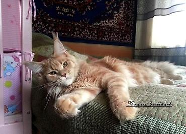 Продажа кошек: Мейн-кун Ласковый Гигант🥳🥳🥳🥳, малыш Мейн-кун открыть для бронирование — 3