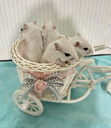 Другое: Продаю малышей монгольских песчанок. Возраст 1 месяц. 3 девочки и один — 6