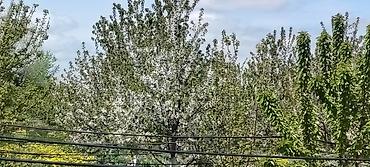 Ağaclar: Məhsul: Meyvə bağı (intensiv tipli) Təsvir: - Çoxillik meyvə ağacları — 7