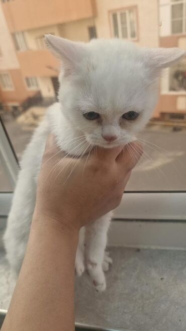 шотландская вислоухая кошка: В добрые руки