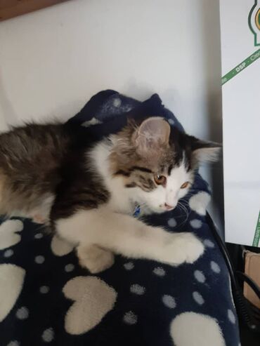 Отдам даром кошку: 2 месяца, Девочка — 3
