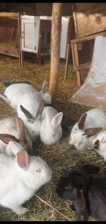 Кролики: Продается кролики Новозеланский Чистокровный Баран калифорнийский