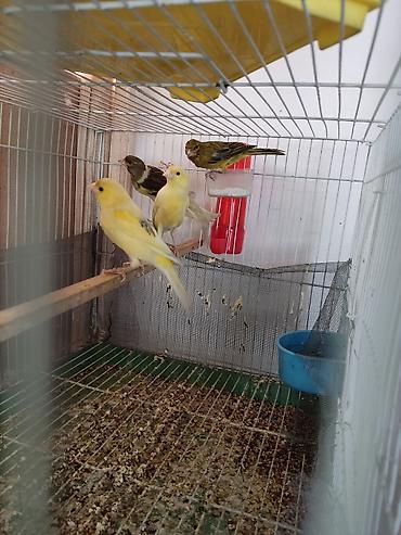 Птицы: Канарейки, попугаи, амадины, голуби! По адресу Абдрахманова315 — 10