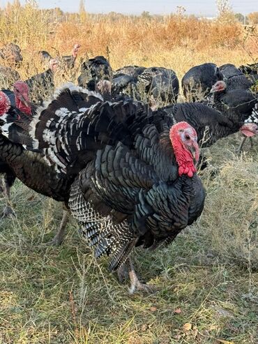 собака охотничая: Продаю | Индюк (самец) | Черный принц | Для разведения | Племенные