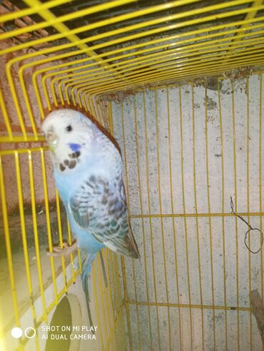 Digər quşlar: Çex cütler satılır papuqaylar təmiz qan vıstıvıcnıy vıstıvka sərgi — 14