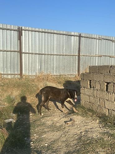 it elanlari: Alabay, 6 ay, Erkək, Peyvəndli — 2