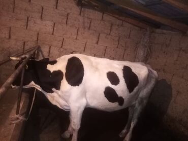 карова уй: Продаю | Корова (самка) | Для молока