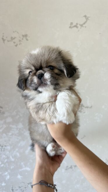 afçarka iti qiymeti: Pekines, 1 ay, Erkek, Ünvandan götürmə