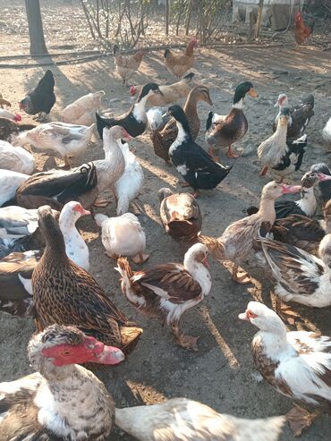 Toyuqlar: Toyuq, Damazlıq — 7