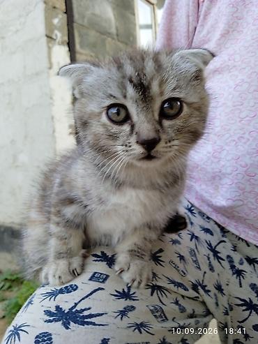 цена вислоухих котят: Шотландские вислоухие котята Описание: - Два очаровательных котёнка с — 2