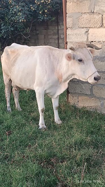 coban iti type 0: Süd inəyi – açıq krem rəngli, qısa buynuzlu. Şəkillərdə göründüyü kimi — 1
