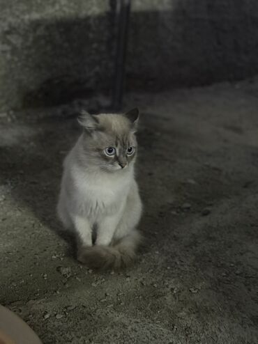 вислоухие котята: Отдам даром в хорошие руки Домашние кошки – два красавца очень