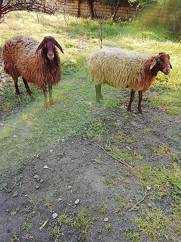 kirpi satisi: Dişi, Qala, il: 3, 70 kq, Damazlıq, Ödənişli çatdırılma, Ünvandan götürmə — 1