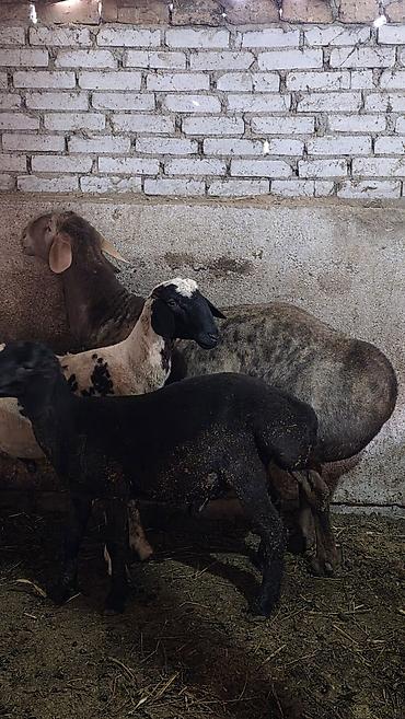 племенной: Продаю | Баран (самец) | Гиссарская, Полукровка, Арашан | Для разведения | Племенные, Осеменитель — 6