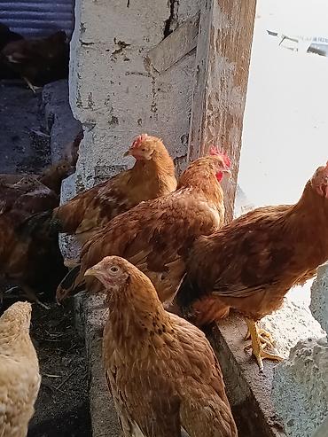 kend çolpaları: Təbii Qırmızı Sasso Çolpaları – Cəmi 12 AZN! 🐔 Tam sağlam, təbii — 7
