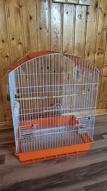 pekines it satisi: Nimfa (cockatiel) cütü və qəfəs dəsti -Quşların biri erkək biri — 1