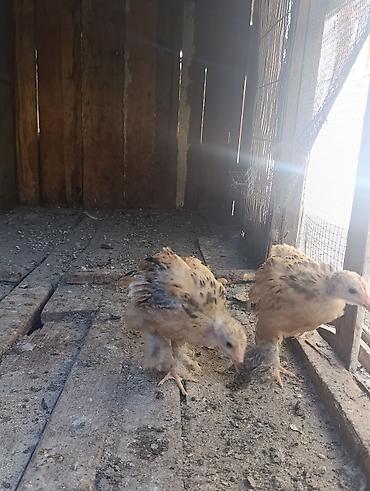 balaken heyvan satisi: Brama cücələri 20 günlükdülər qiymət birinə aiddi — 1