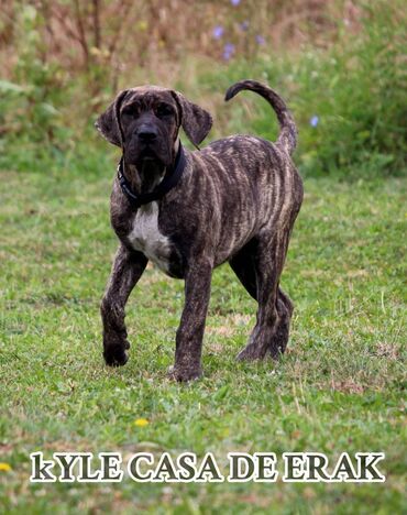 Psi: Štenci Presa Canario, ostenjeni 24.5.2023 godine. Kuba Kira je rođena — 16